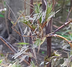黒竹（くろちく）の開花