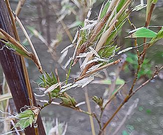 黒竹（くろちく）の開花