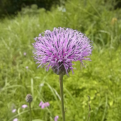 タムラソウ