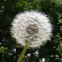 タンポポ