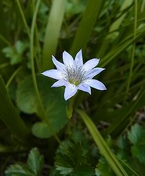 立山竜胆 タテヤマリンドウ