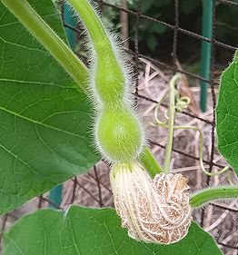 ヒョウタン
