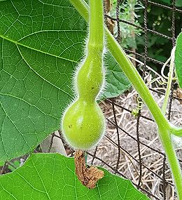 ヒョウタン