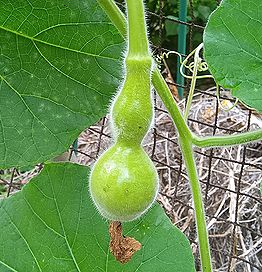 ヒョウタン