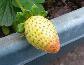 イチゴ