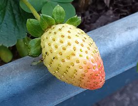 イチゴ