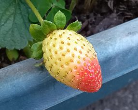 イチゴ