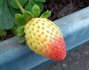 イチゴ