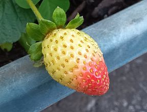 イチゴ