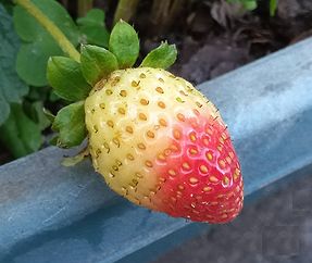 イチゴ