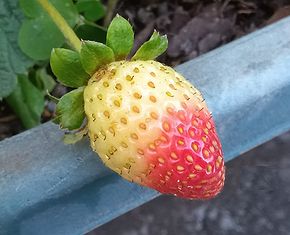 イチゴ