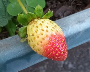 イチゴ