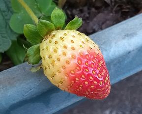 イチゴ