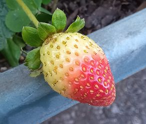 イチゴ