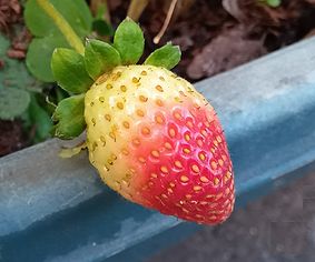 イチゴ