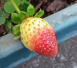 イチゴ