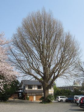 イチョウ