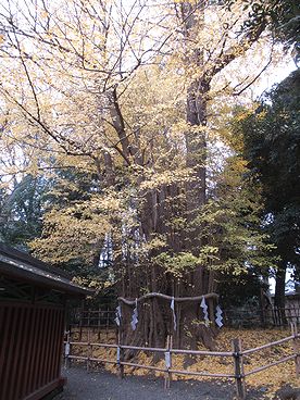 イチョウ