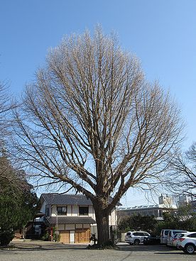 イチョウ