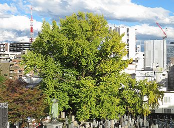 善福寺の「逆さイチョウ」