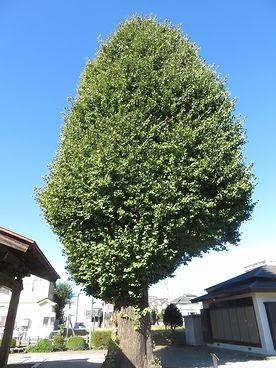 本宿稲荷神社のイチョウ