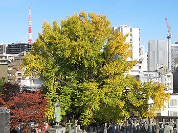 善福寺の「逆さイチョウ」