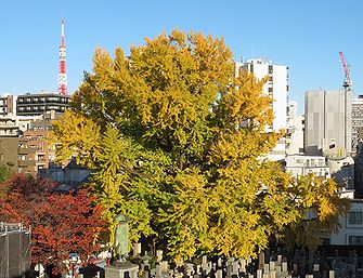 善福寺の「逆さイチョウ」