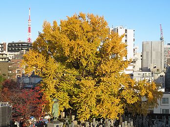 善福寺の「逆さイチョウ」