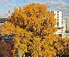 善福寺の「逆さイチョウ」