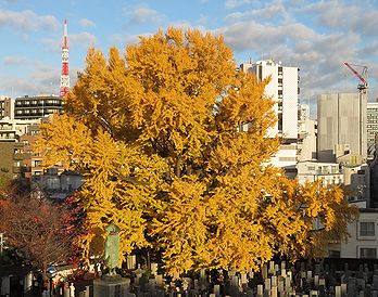 善福寺の「逆さイチョウ」