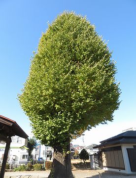 本宿稲荷神社のイチョウ