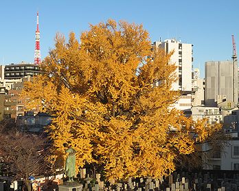 善福寺の「逆さイチョウ」