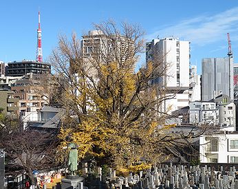 善福寺の「逆さイチョウ」