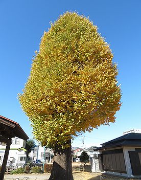 本宿稲荷神社のイチョウ