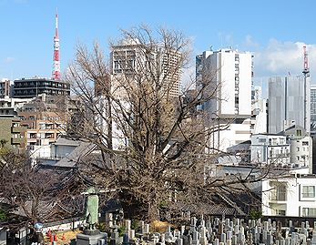 善福寺の「逆さイチョウ」