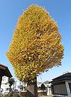 本宿稲荷神社のイチョウ