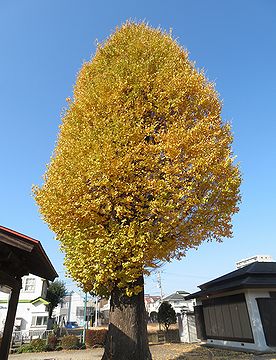 本宿稲荷神社のイチョウ