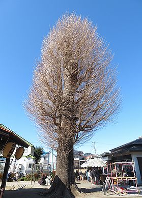 本宿稲荷神社のイチョウ