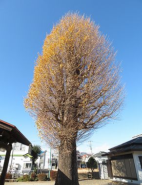 本宿稲荷神社のイチョウ