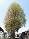 本宿稲荷神社のイチョウ