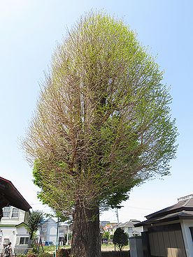 本宿稲荷神社のイチョウ