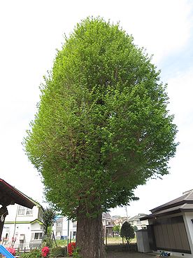 本宿稲荷神社のイチョウ