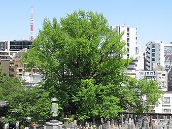 善福寺の「逆さイチョウ」