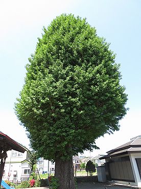 本宿稲荷神社のイチョウ