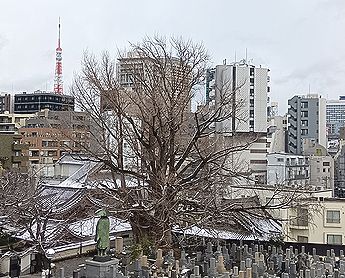 善福寺の「逆さイチョウ」