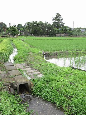 イネ、たんぼ