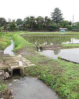 イネ、たんぼ