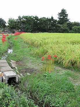 イネ、たんぼ