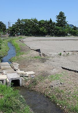 イネ、たんぼ