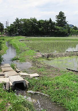 イネ、たんぼ